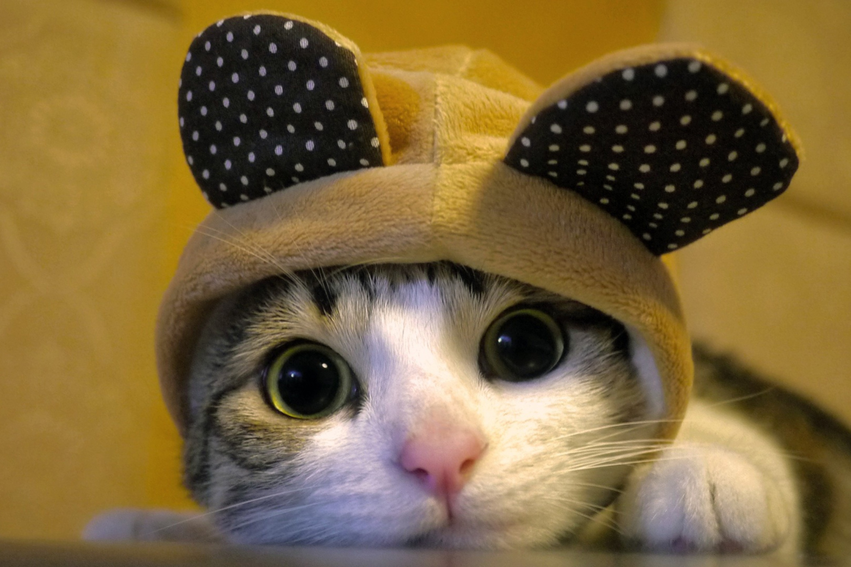 Screenshot №1 pro téma Cat Wearing Funny Hat 2880x1920