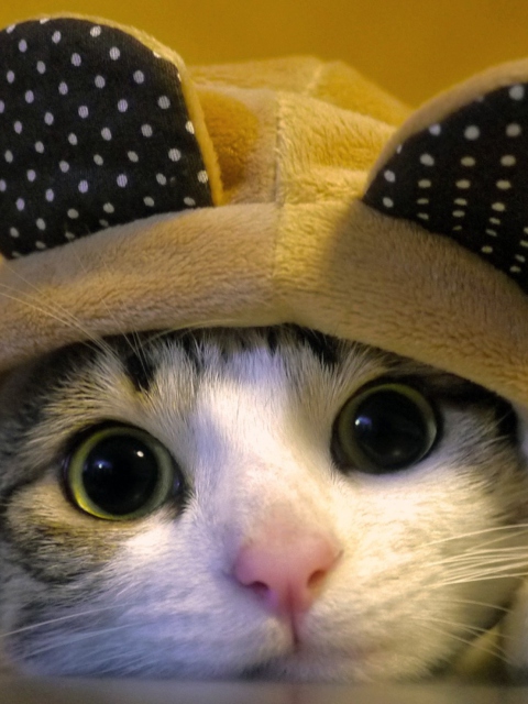 Cat Wearing Funny Hat wallpaper 480x640