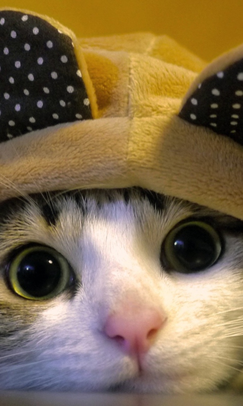 Sfondi Cat Wearing Funny Hat 480x800