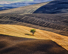 Italy, Tuscany wallpaper 220x176