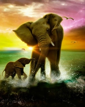 Fondo de pantalla Elephant Family 176x220
