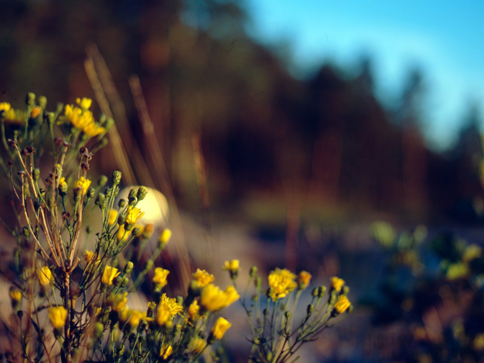 Fondo de pantalla Wild Flowers 1600x1200