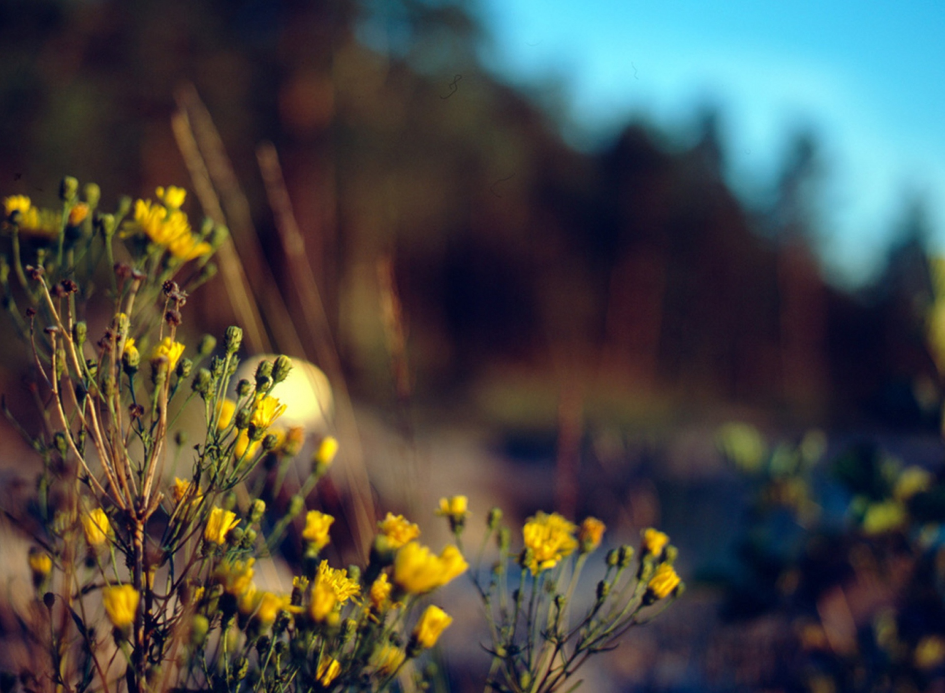 Sfondi Wild Flowers 1920x1408