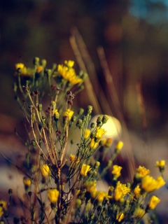 Das Wild Flowers Wallpaper 240x320