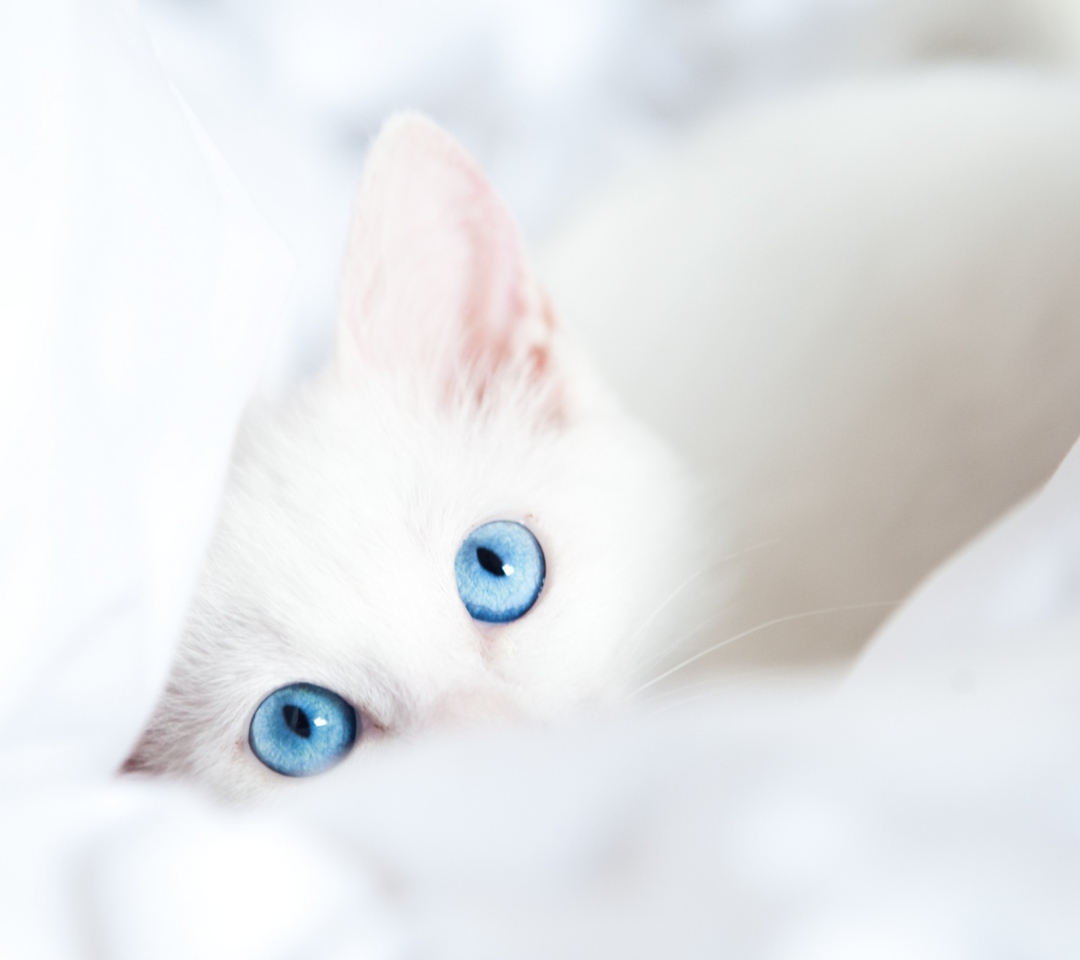 Обои Two Blue Eyes 1080x960