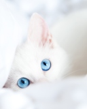 Das Two Blue Eyes Wallpaper 128x160