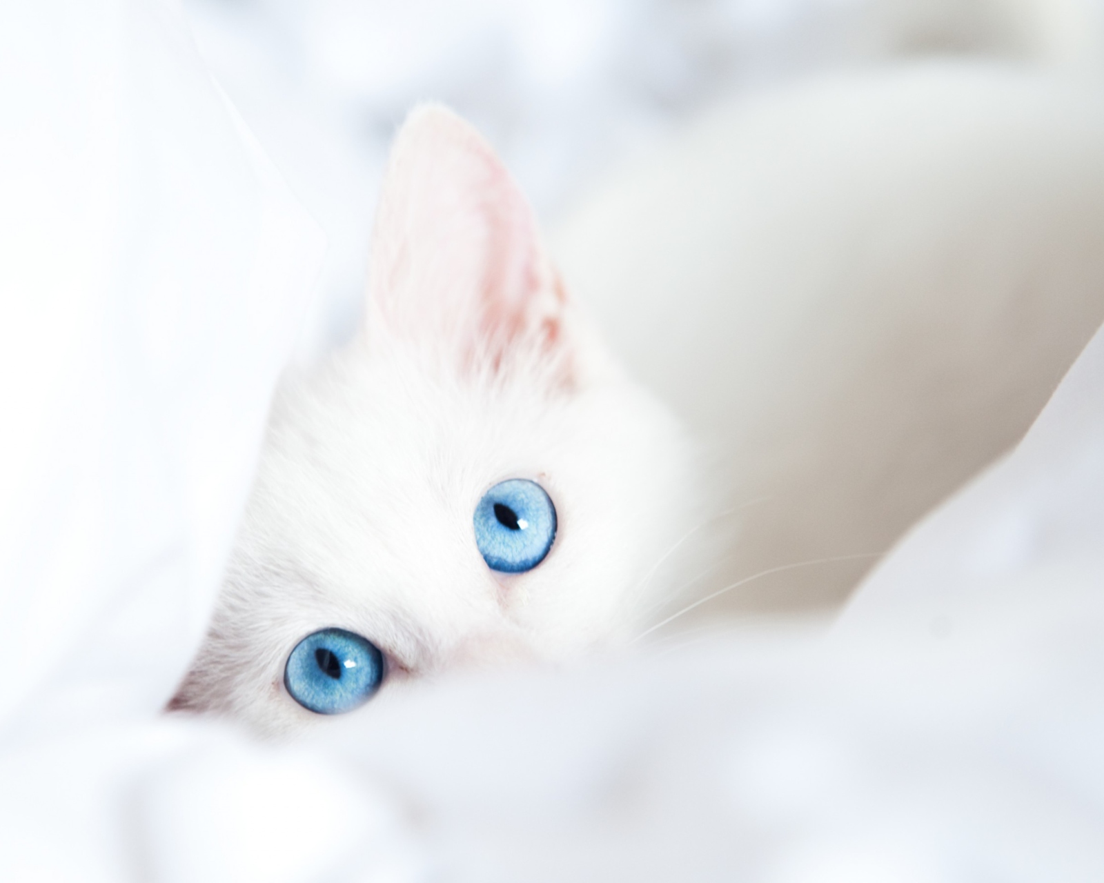 Обои Two Blue Eyes 1600x1280