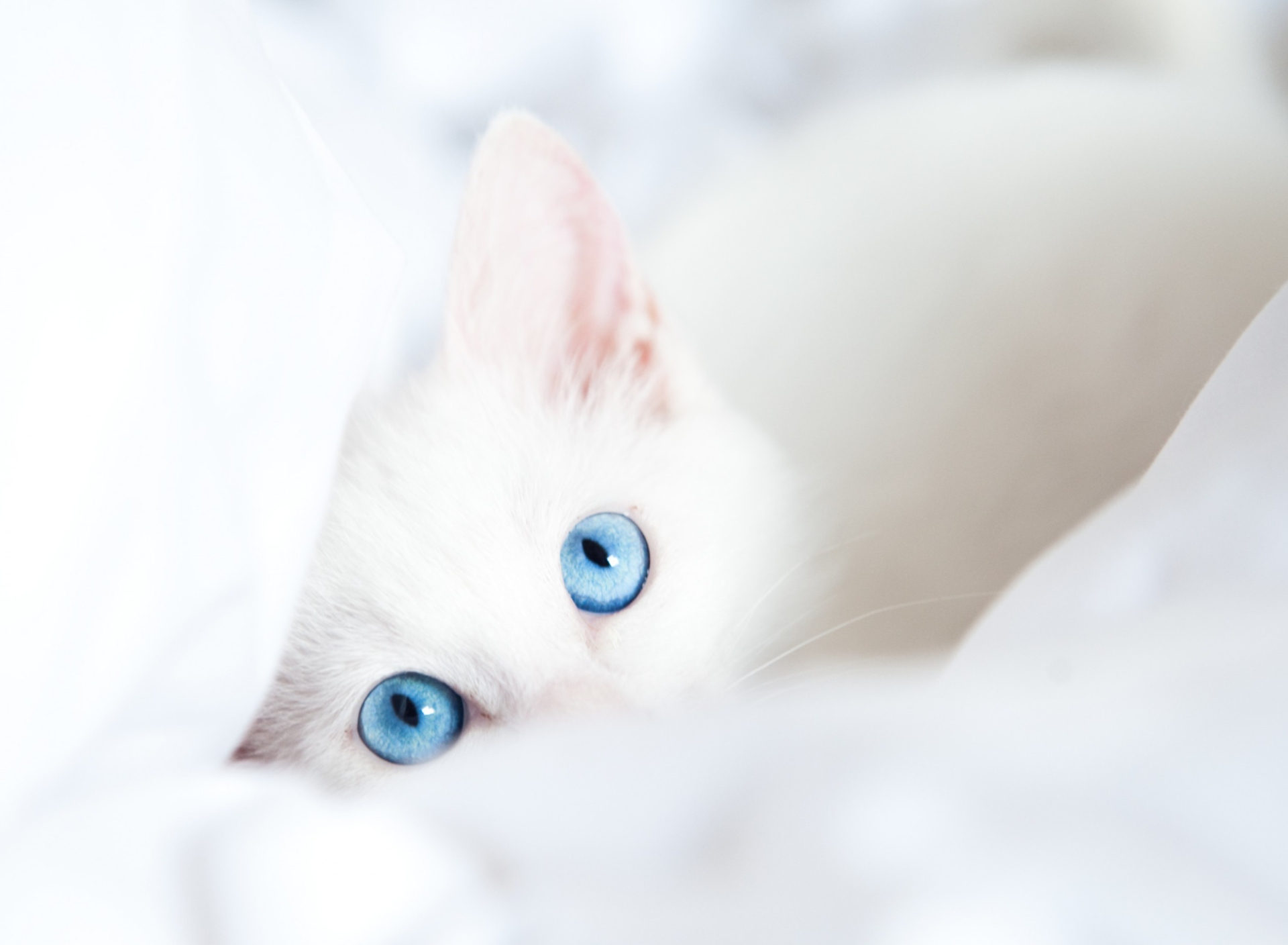 Two Blue Eyes wallpaper 1920x1408