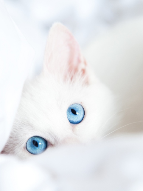 Two Blue Eyes wallpaper 480x640