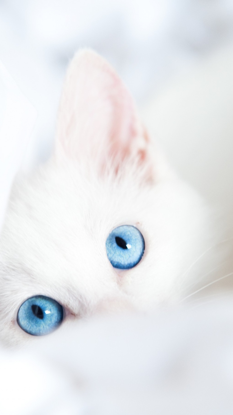 Das Two Blue Eyes Wallpaper 750x1334