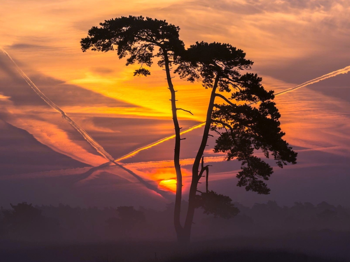 Sunset And Tree wallpaper 1152x864