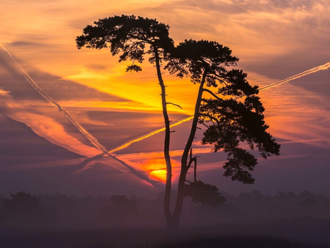 Das Sunset And Tree Wallpaper 1152x864