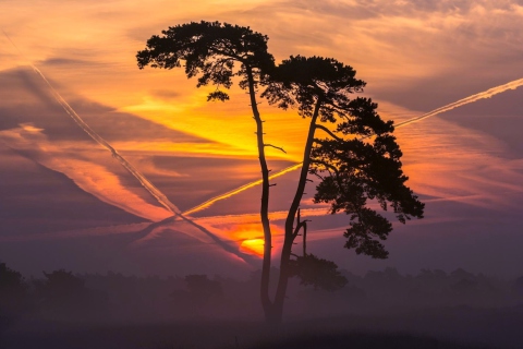 Sunset And Tree wallpaper 480x320