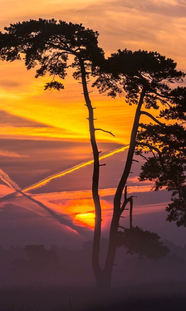 Sfondi Sunset And Tree 768x1280