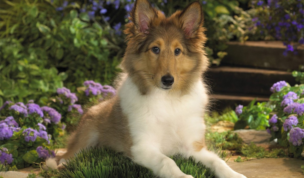 Collie wallpaper 1024x600