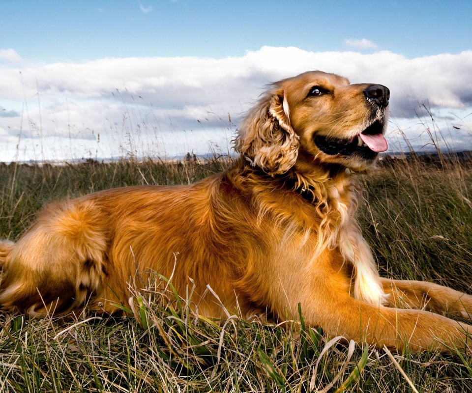 Orange Dog wallpaper 960x800