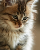 Furry Kitten screenshot #1 128x160