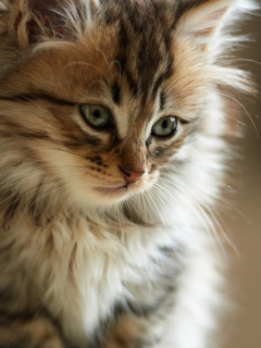 Furry Kitten wallpaper 240x320