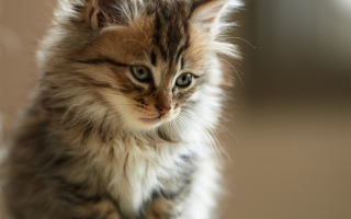 Furry Kitten papel de parede para celular 