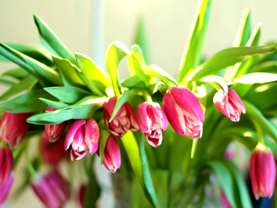 Обои Pink Tulips 1152x864
