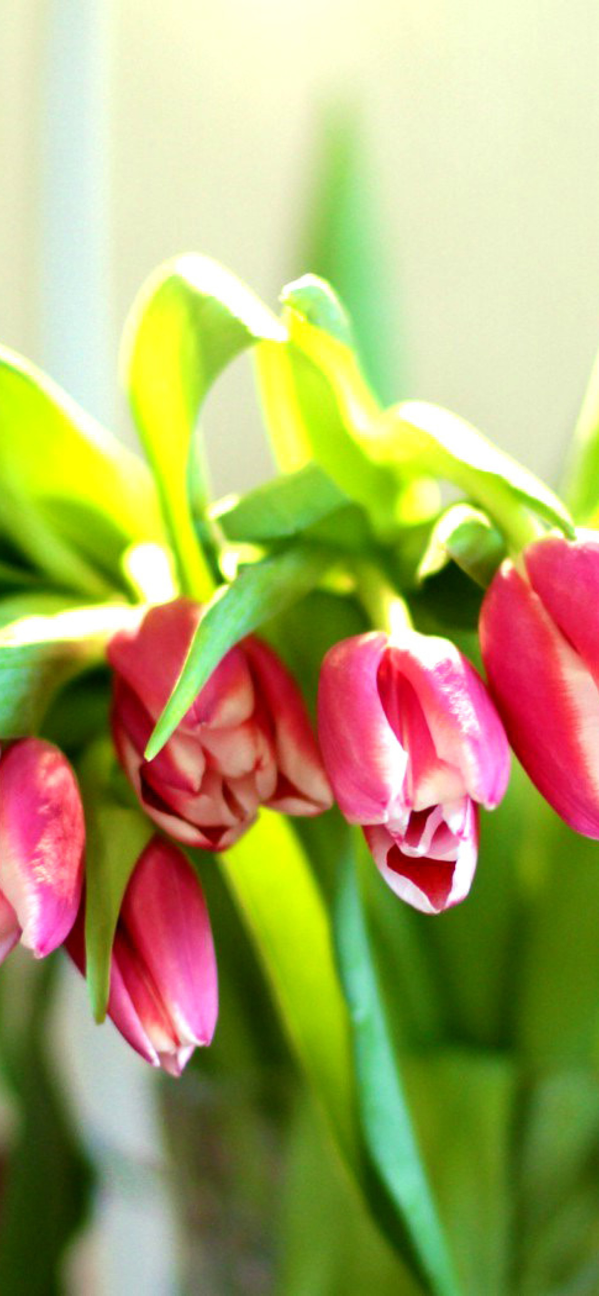 Обои Pink Tulips 1170x2532