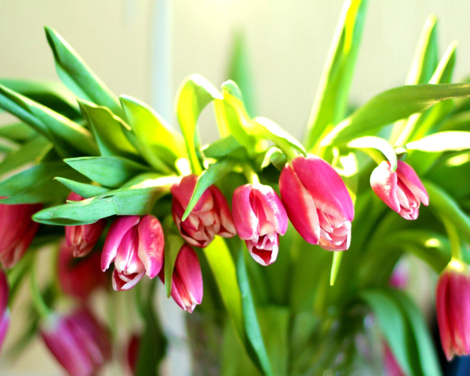 Sfondi Pink Tulips 1600x1280