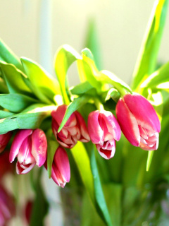 Обои Pink Tulips 240x320