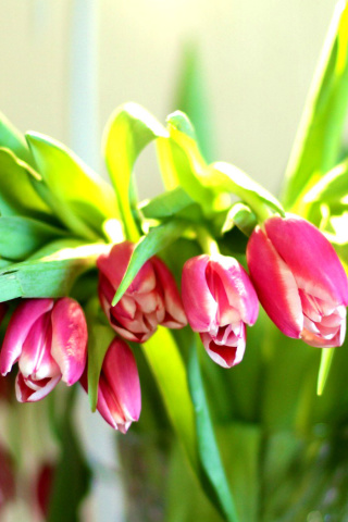 Fondo de pantalla Pink Tulips 320x480