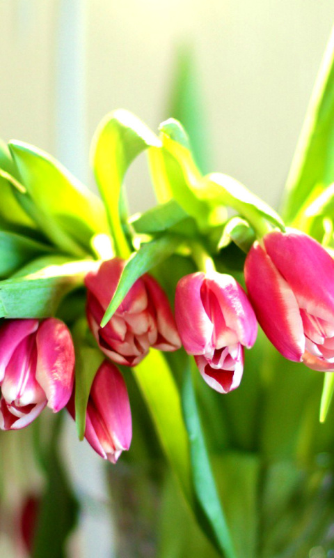 Sfondi Pink Tulips 480x800