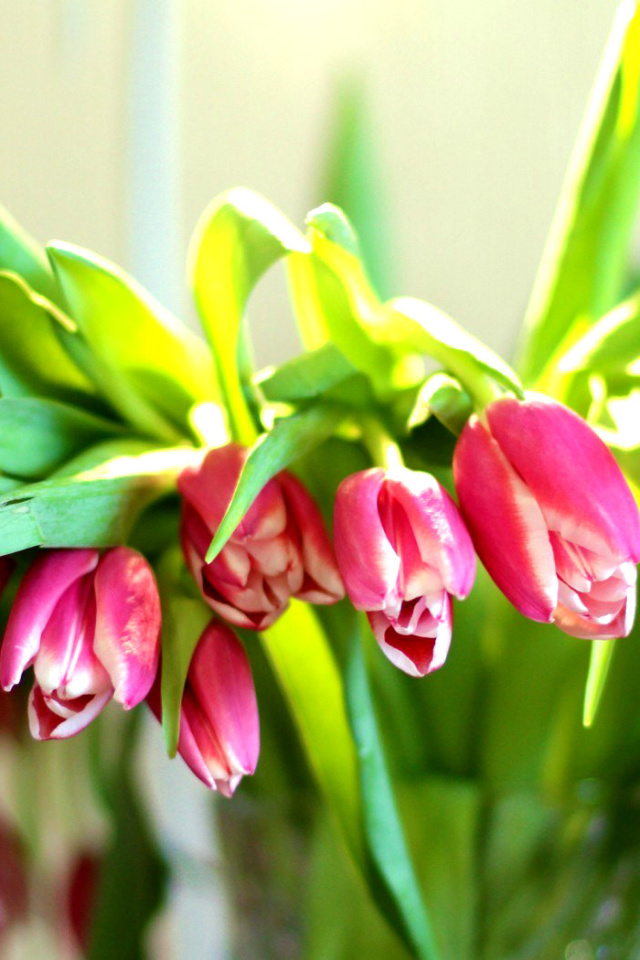 Das Pink Tulips Wallpaper 640x960