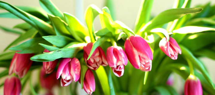 Das Pink Tulips Wallpaper 720x320