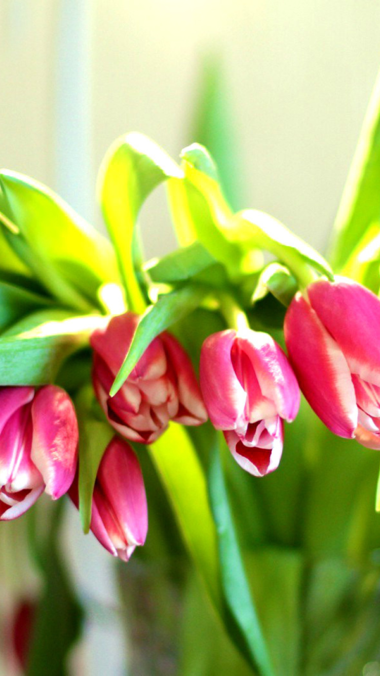 Fondo de pantalla Pink Tulips 750x1334