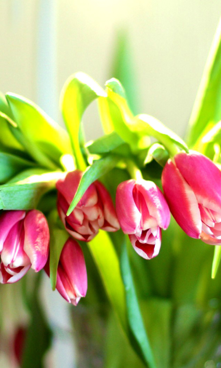 Pink Tulips wallpaper 768x1280