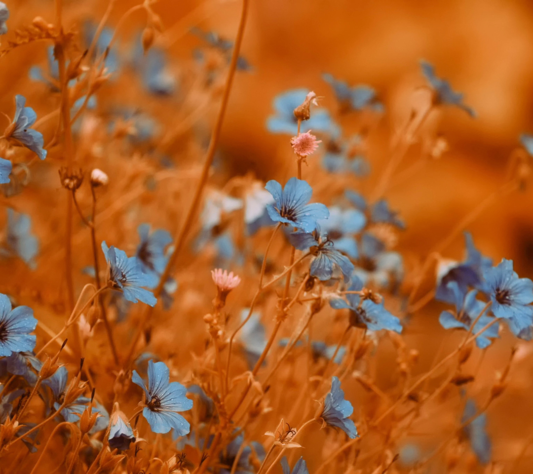 Das Blue Flowers Field Wallpaper 1080x960