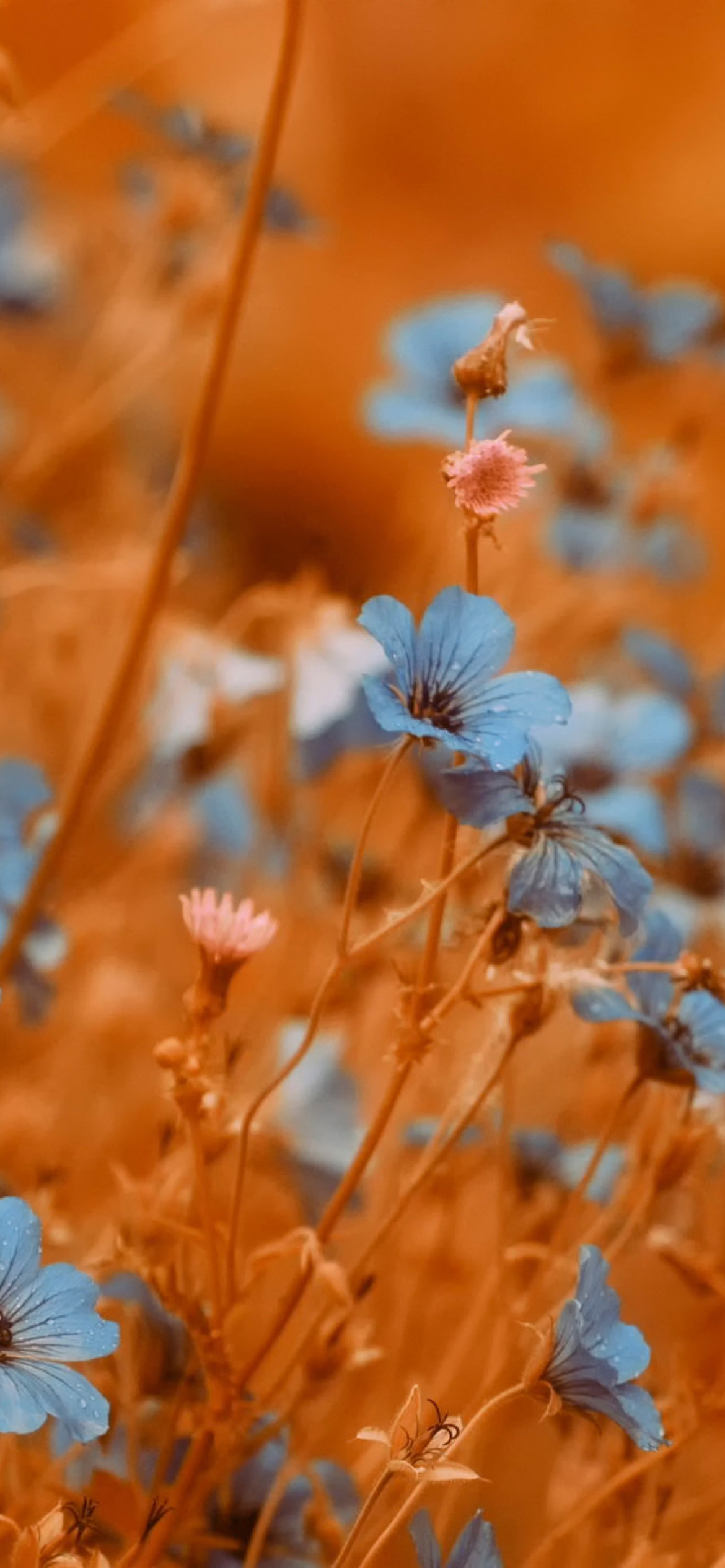 Fondo de pantalla Blue Flowers Field 1170x2532