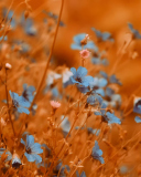 Sfondi Blue Flowers Field 128x160