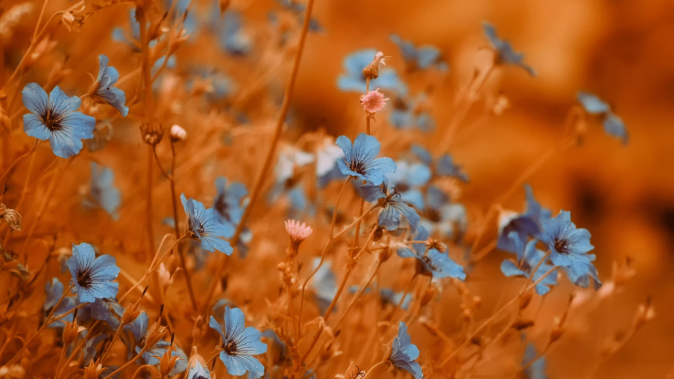 Sfondi Blue Flowers Field 1366x768