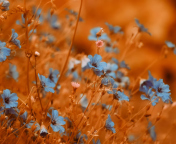 Обои Blue Flowers Field 176x144