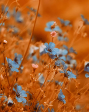 Blue Flowers Field wallpaper 176x220