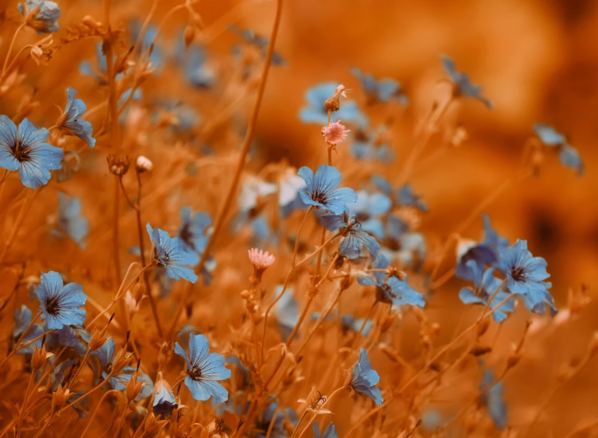 Das Blue Flowers Field Wallpaper 1920x1408
