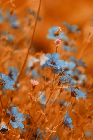 Das Blue Flowers Field Wallpaper 320x480