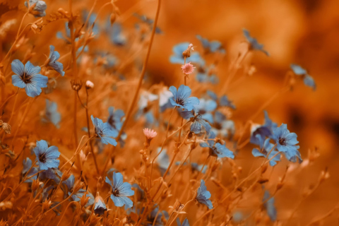 Fondo de pantalla Blue Flowers Field 480x320