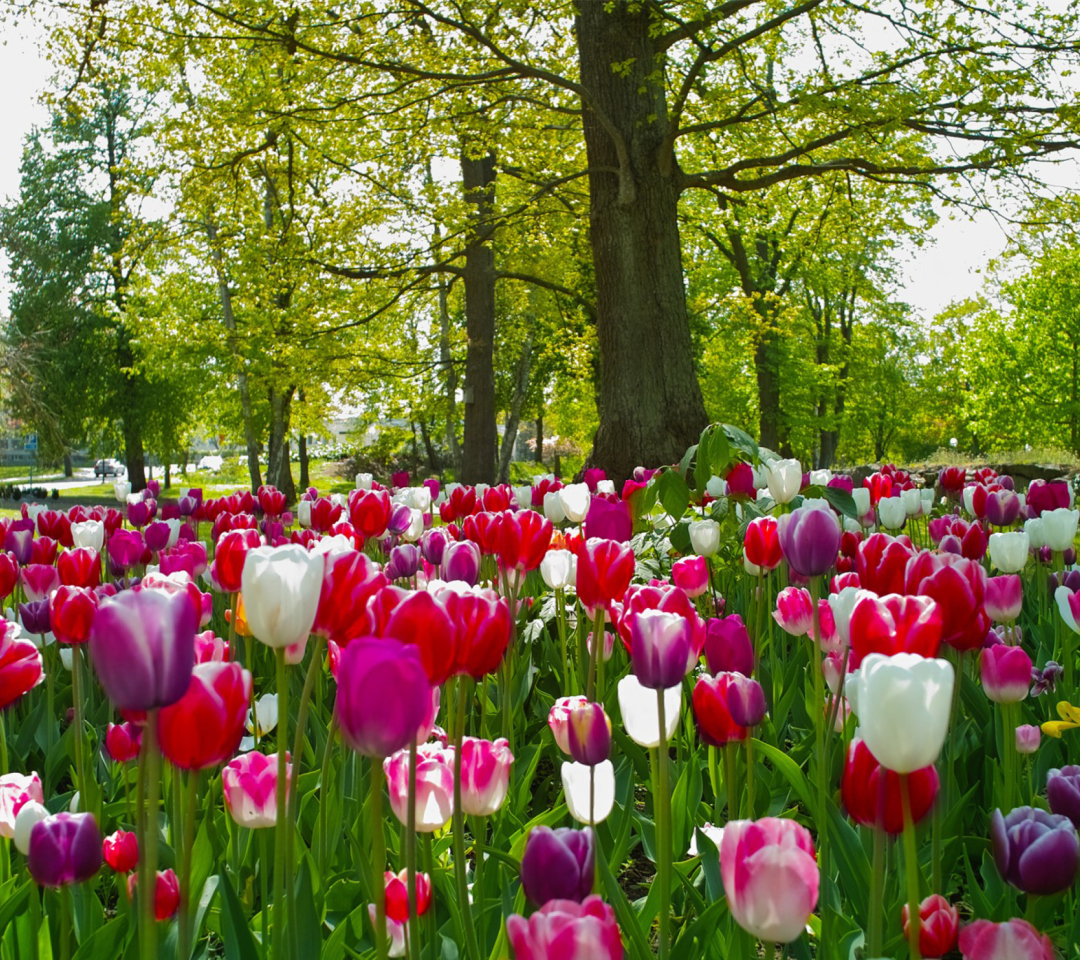 Sfondi Tulips In Forest 1080x960