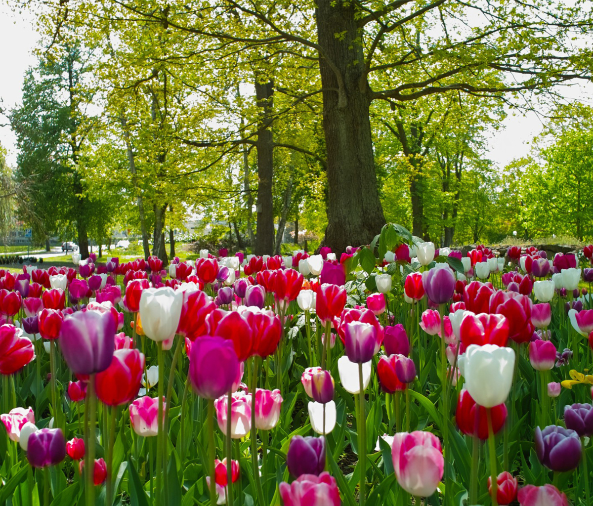 Screenshot №1 pro téma Tulips In Forest 1200x1024