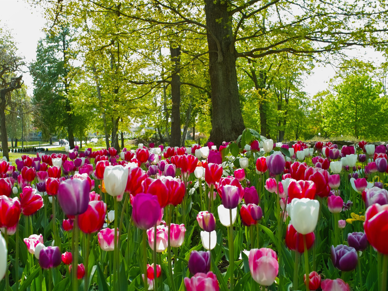 Tulips In Forest wallpaper 1280x960