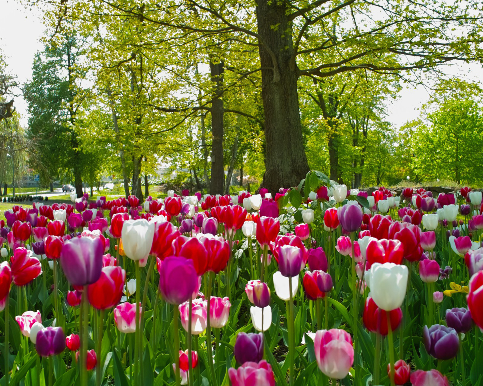 Tulips In Forest wallpaper 1600x1280