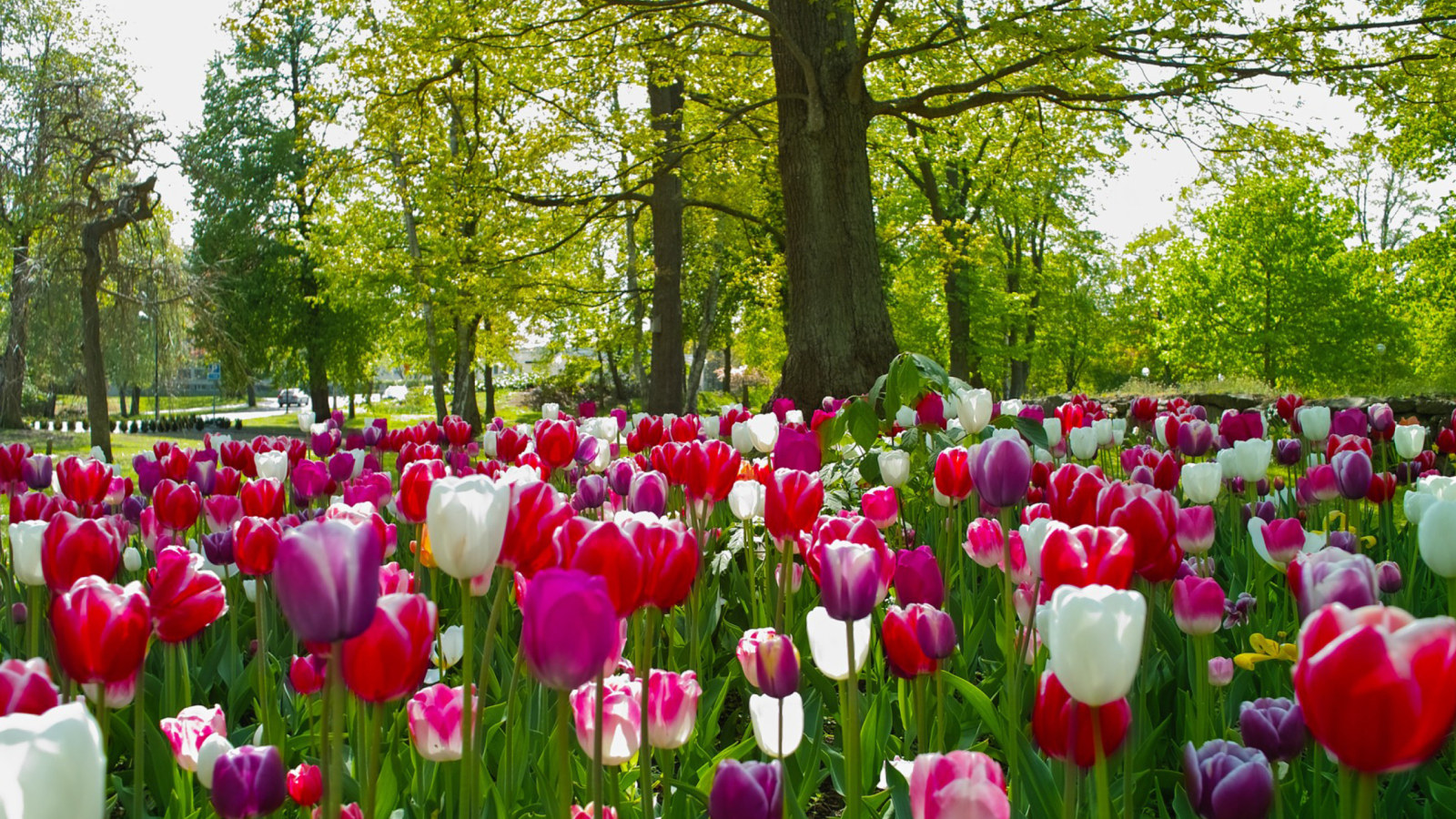 Tulips In Forest wallpaper 1600x900