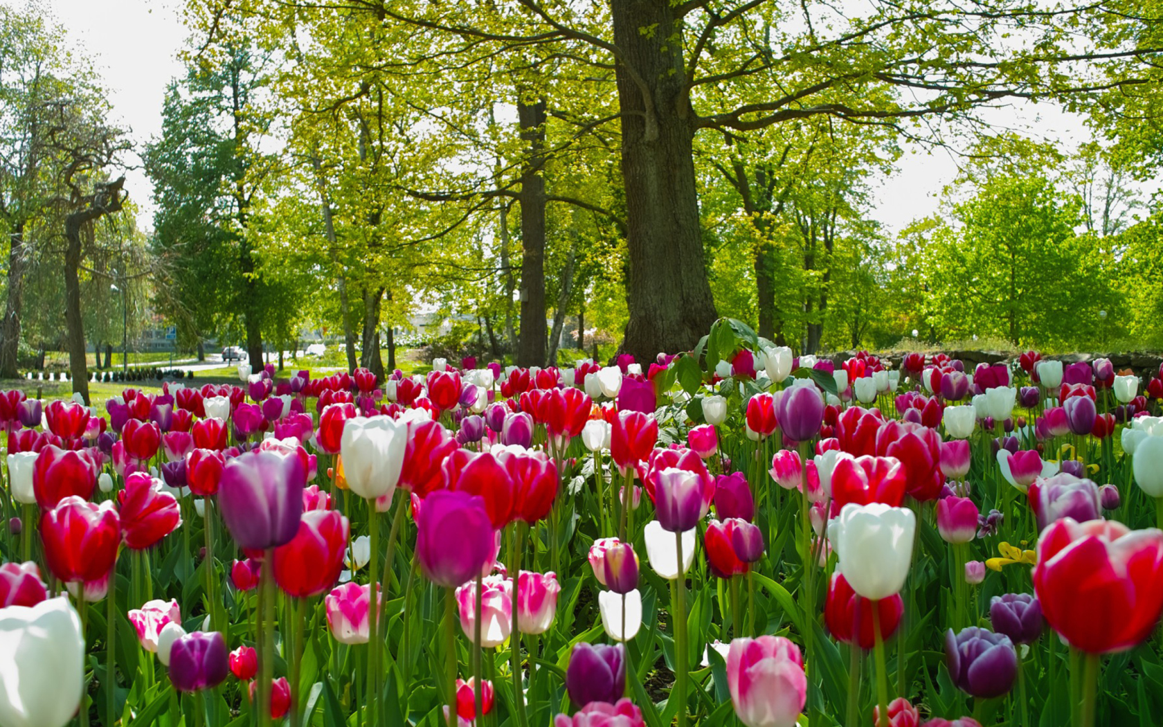 Обои Tulips In Forest 1680x1050