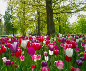 Tulips In Forest wallpaper 176x144