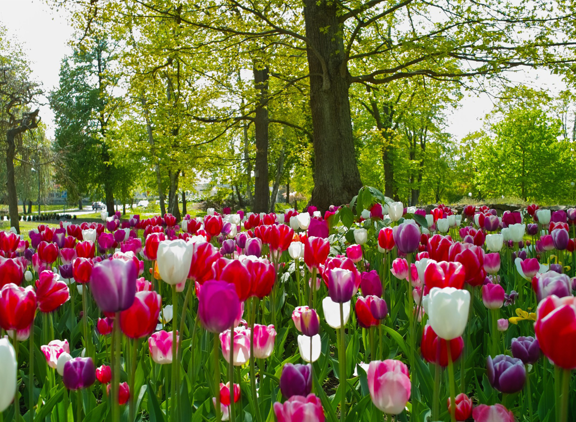 Sfondi Tulips In Forest 1920x1408